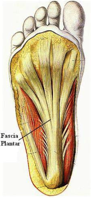 fascia plantar