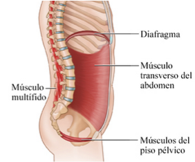 musculatura estabilizadora